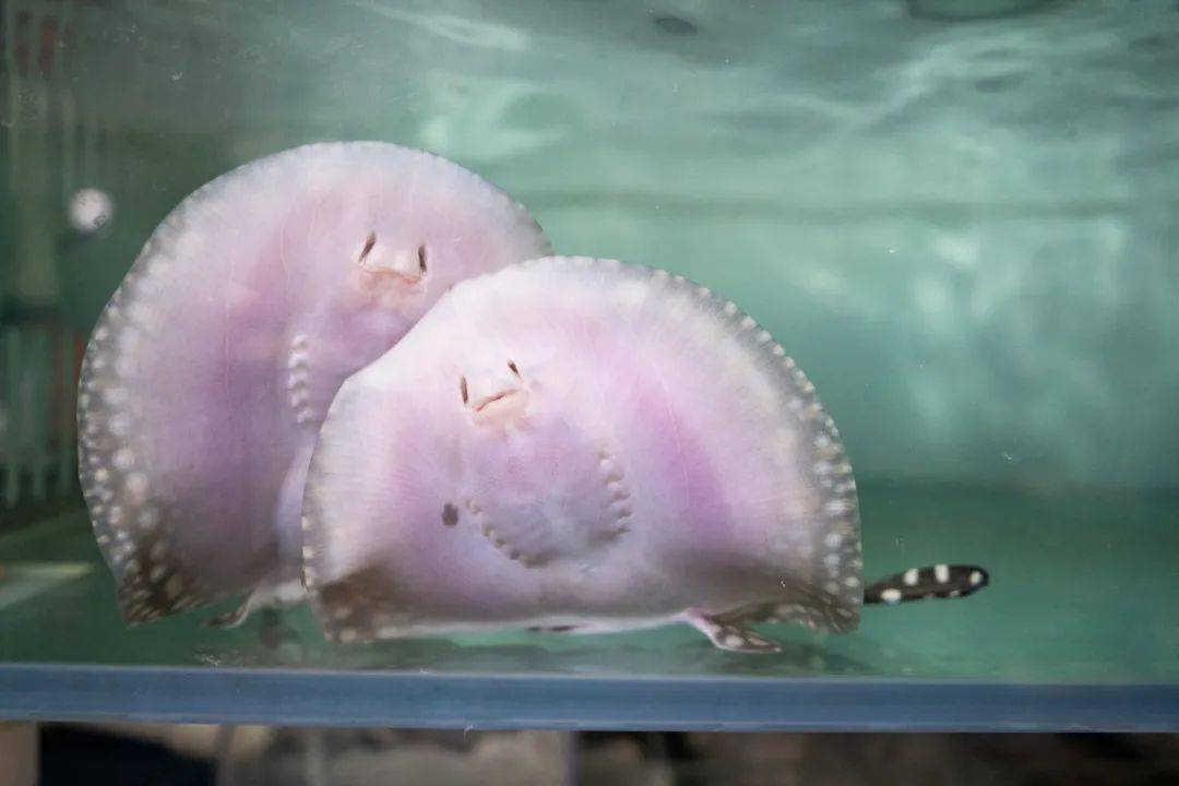 Freshwater Stingray For Beginners