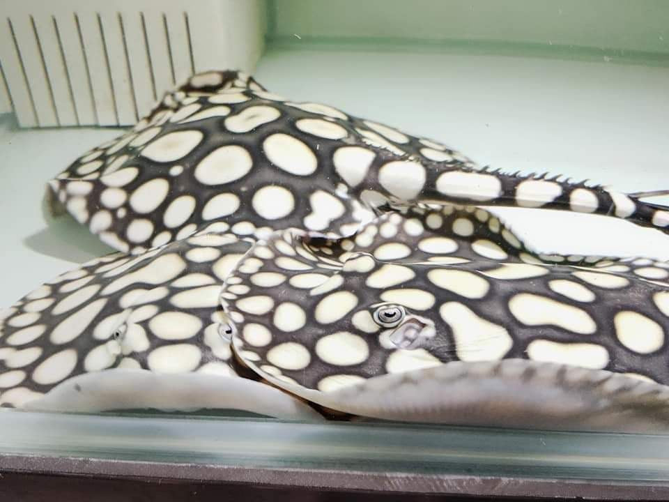 Black diamond stingray for sale Super BD Stingray