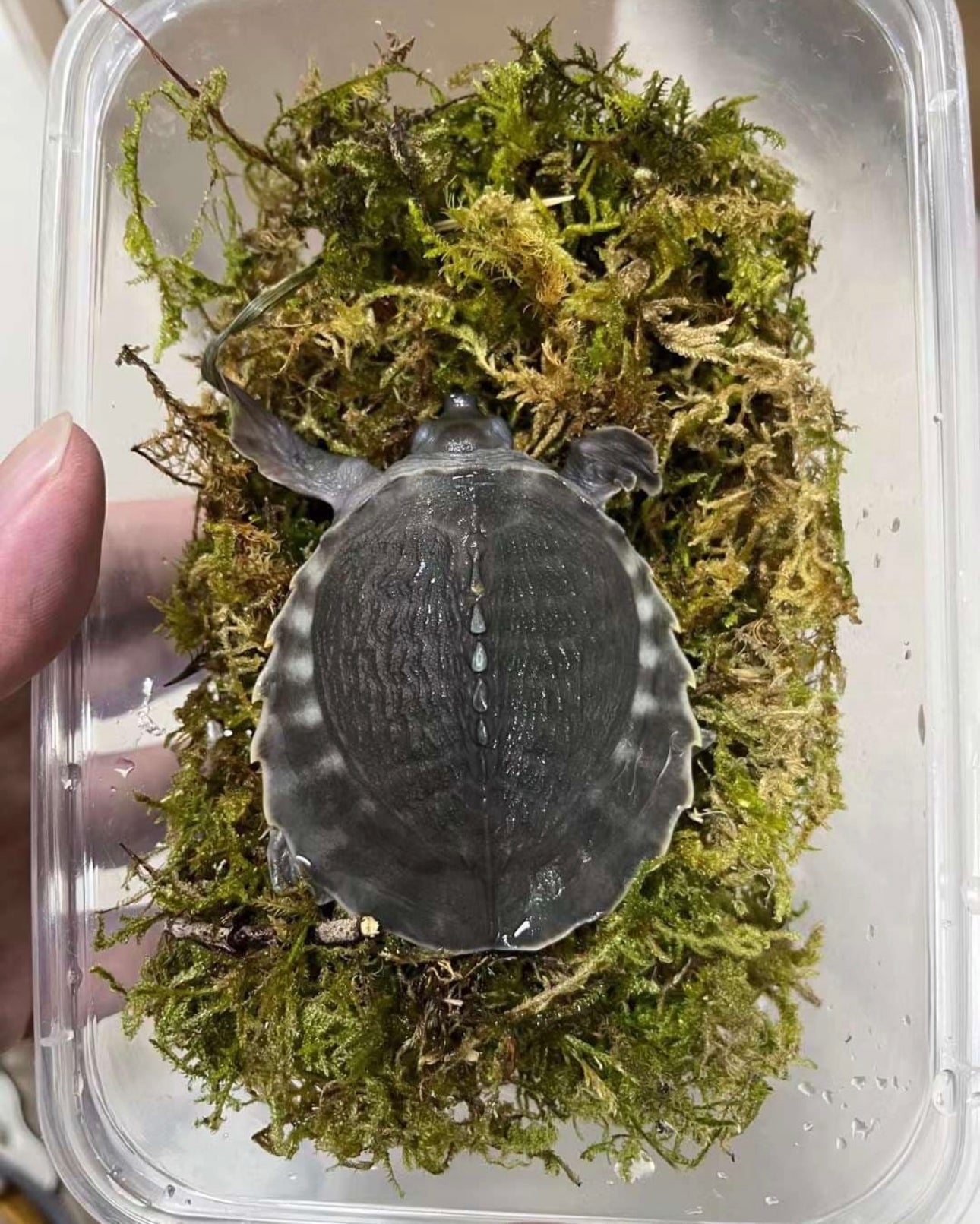 Fly River Turtle/Pig Nose Turtle