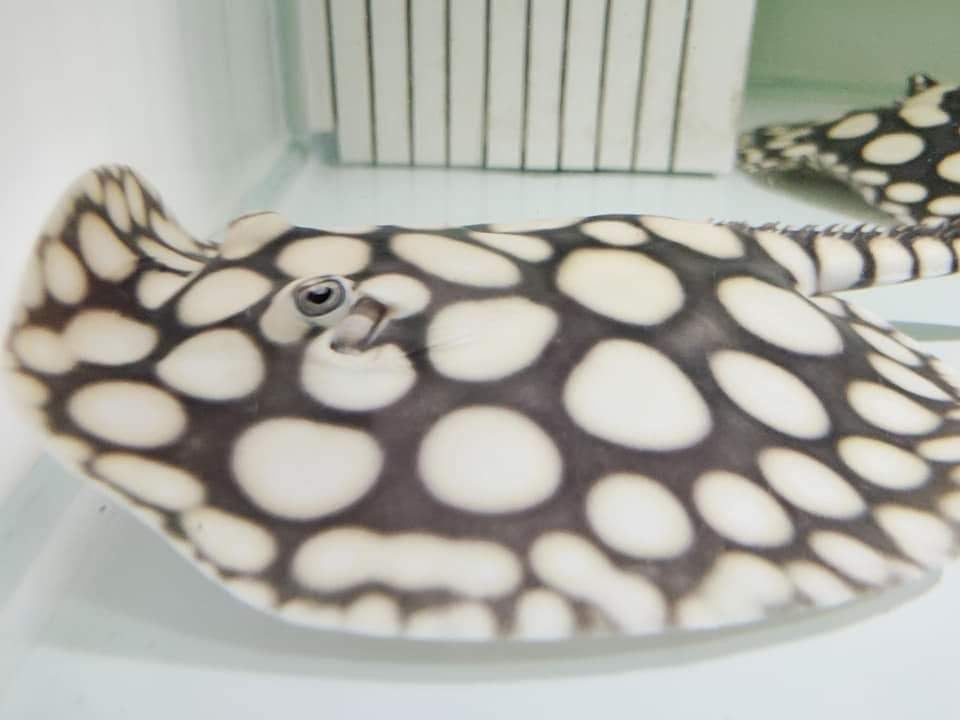 Freshwater stingray  Black diamond for sale