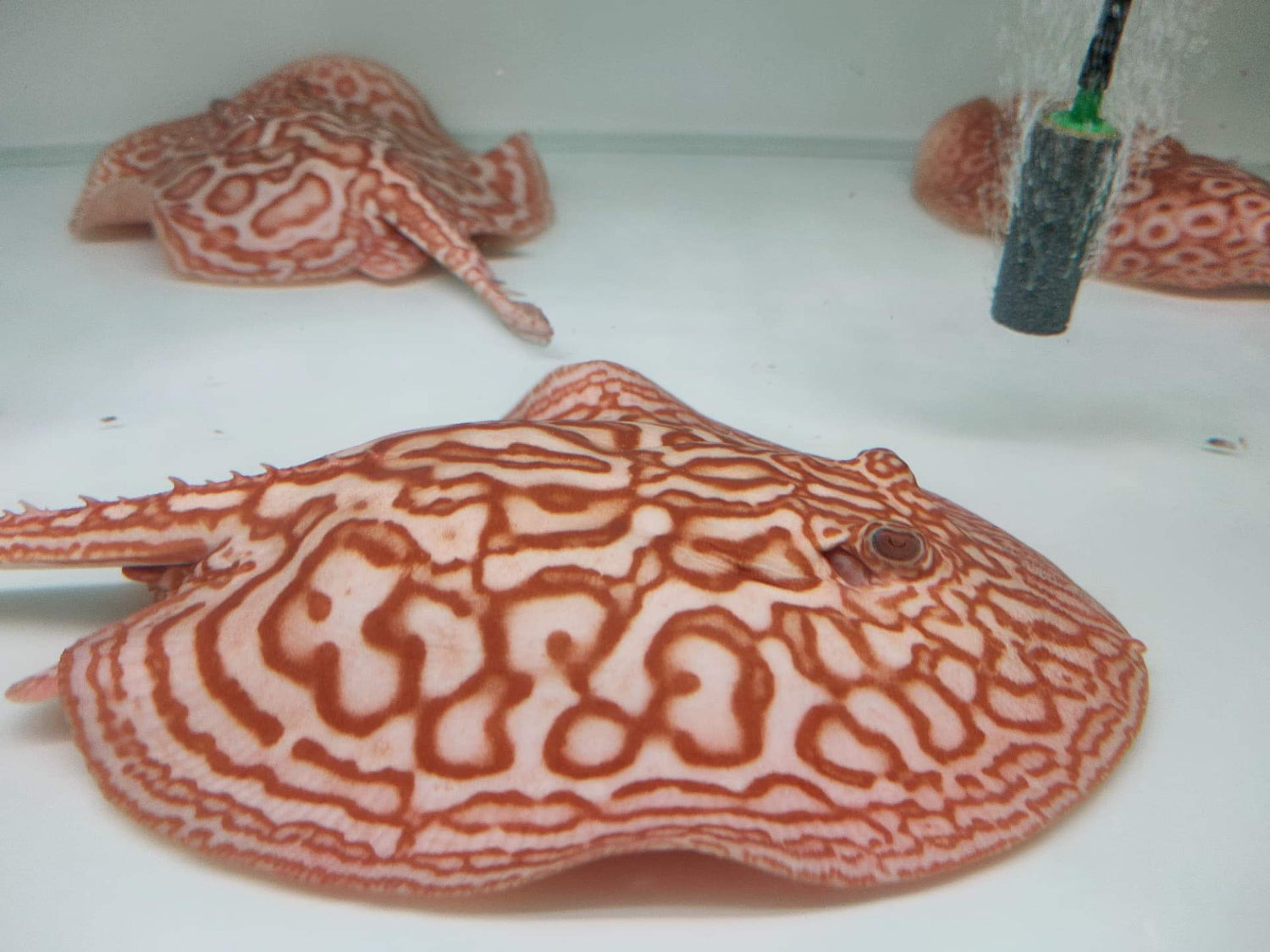 Freshwater albino stingray for sale