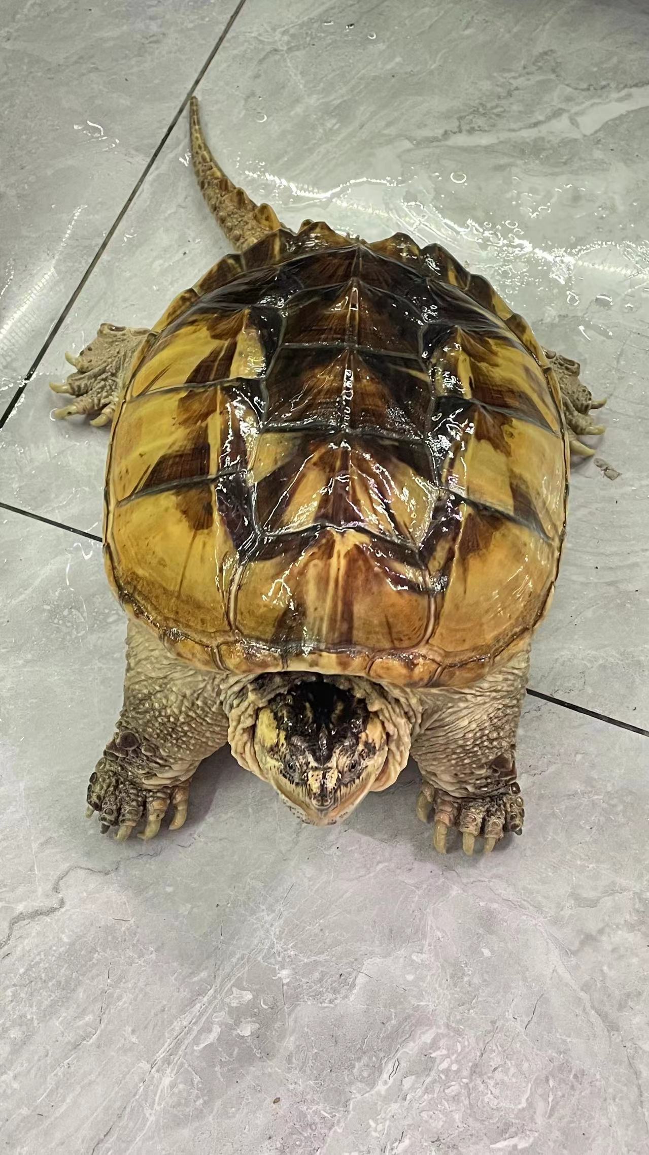 Morph/Panda  Common Snapping Turtle Breeder Male (Rare)