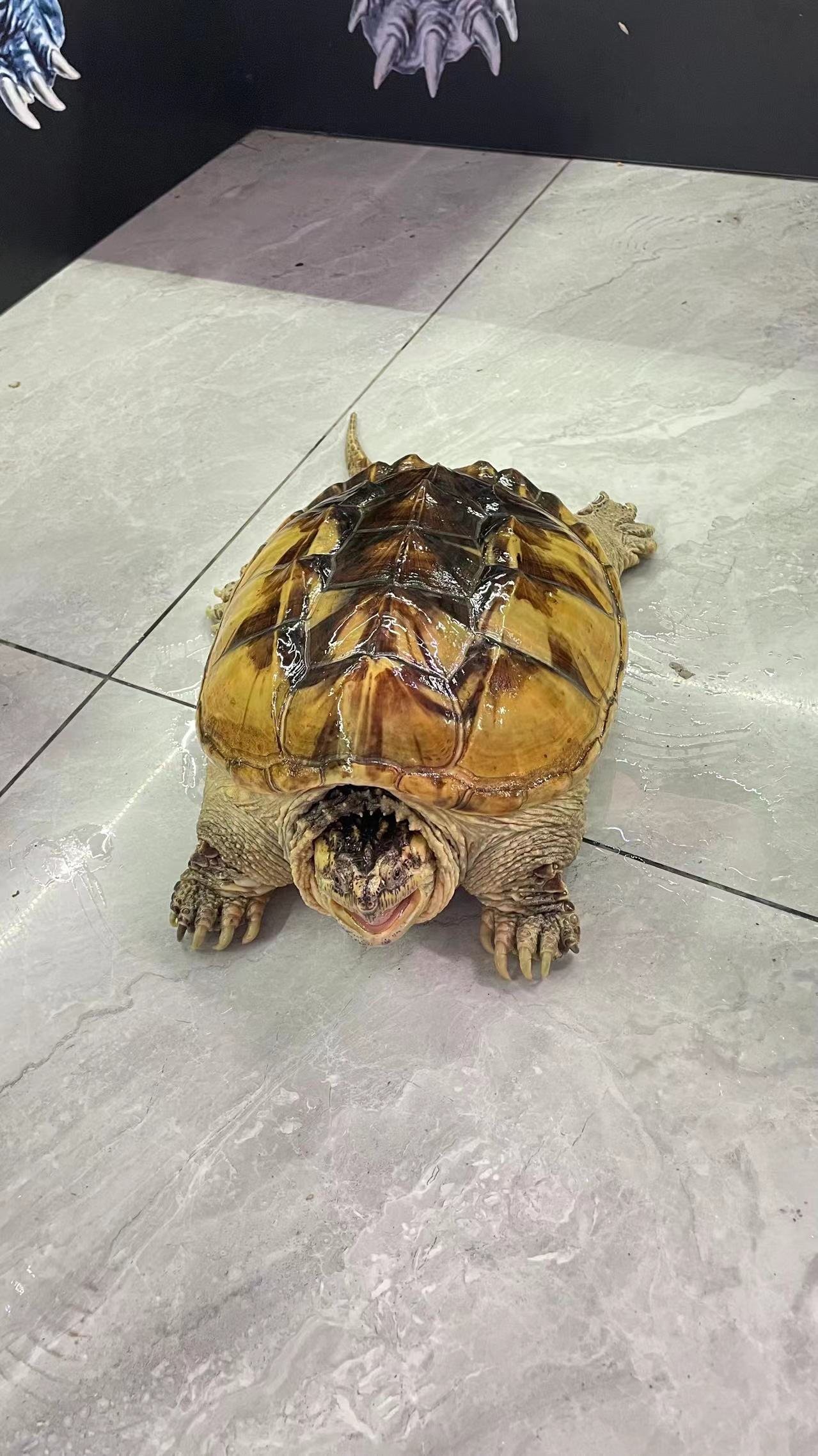 Morph/Panda  Common Snapping Turtle Breeder Male (Rare)