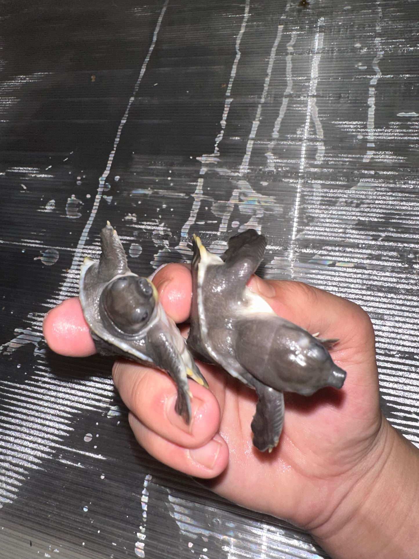 Fly River Turtle /Pig Nose Turtle Pair/2