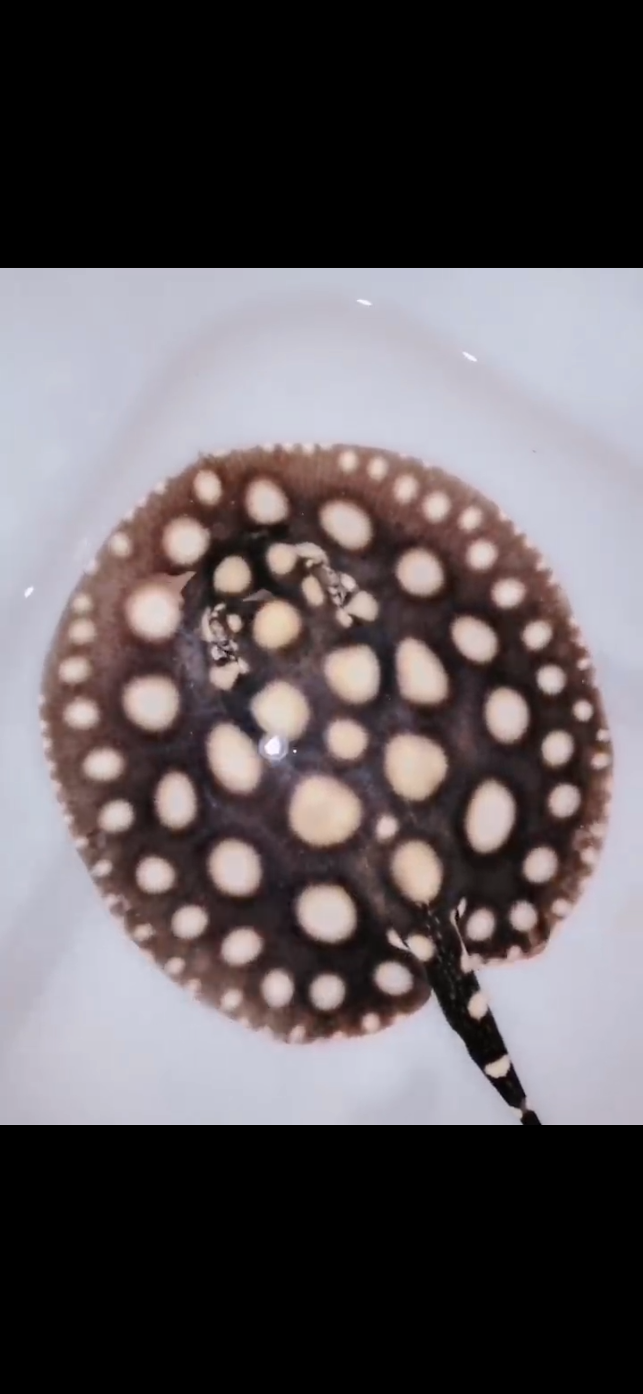 Freshwater stingray black diamond male 6inch