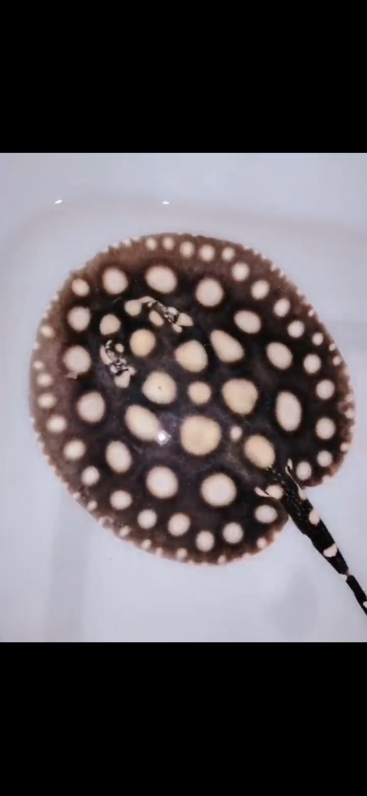 Freshwater stingray black diamond male 6inch