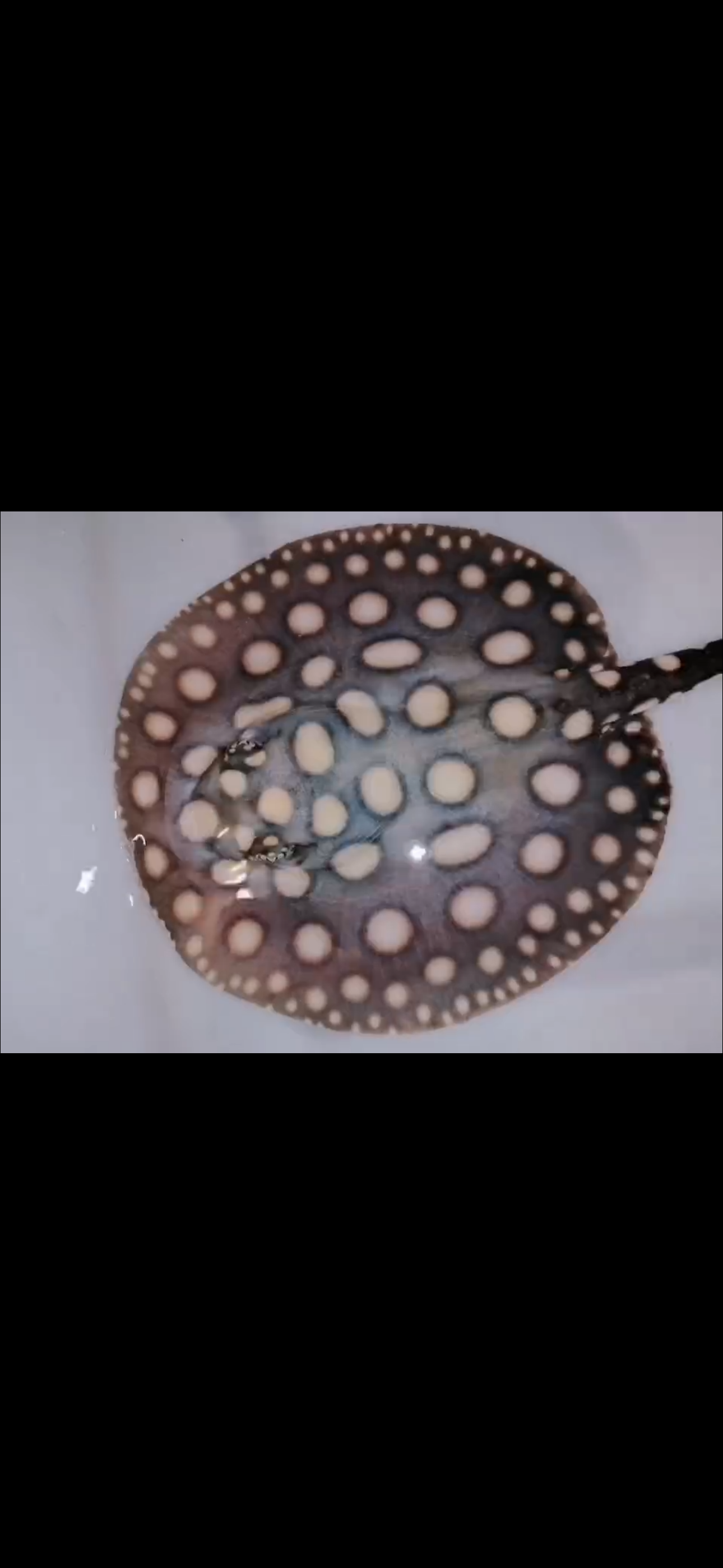 Freshwater stingray black diamond female 7inch