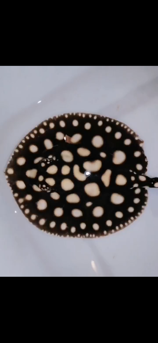 Freshwater stingray black diamond female 6inch