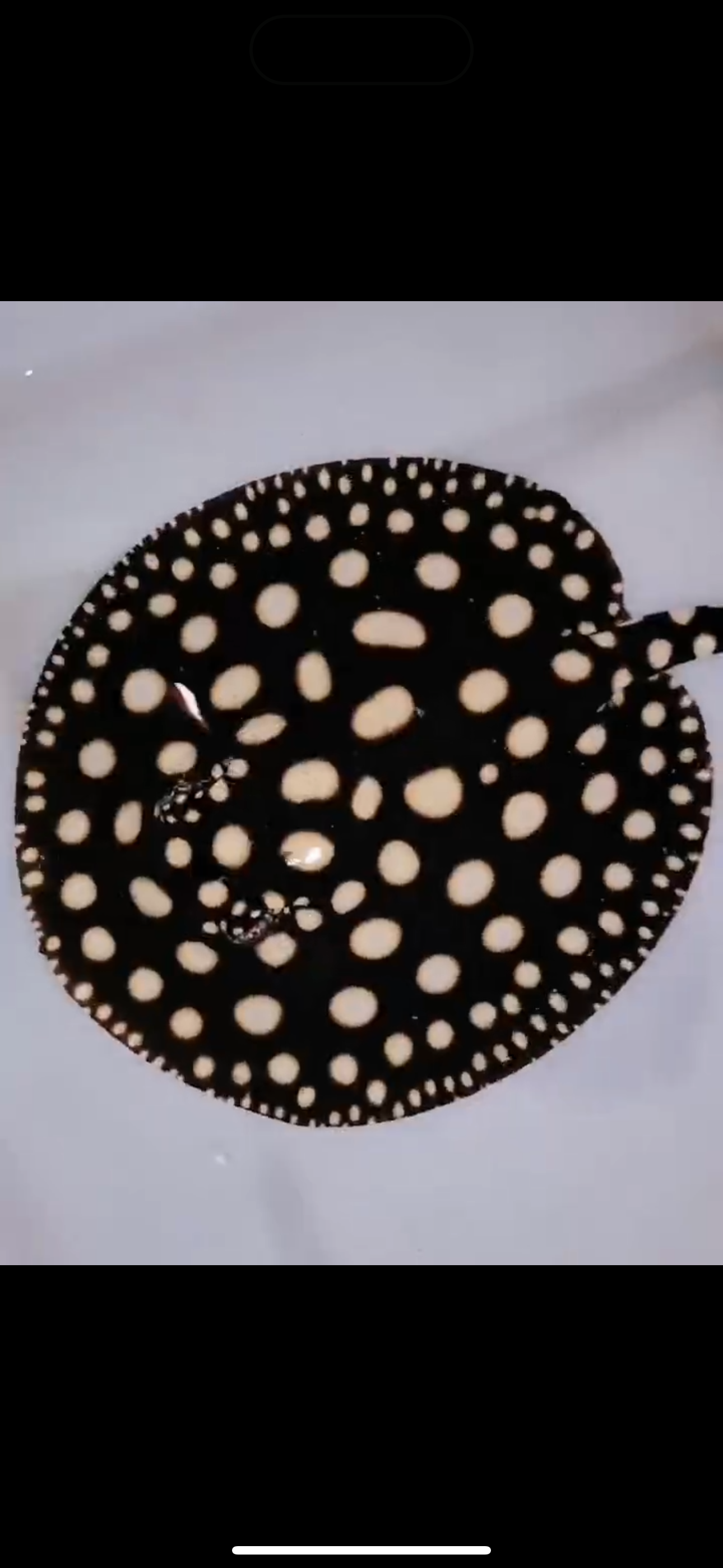 Freshwater stingray black diamond female 7inch