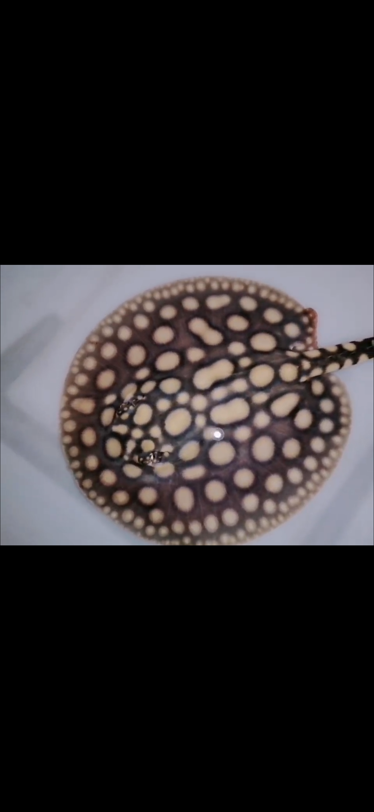 Freshwater stingray black diamond male 7inch