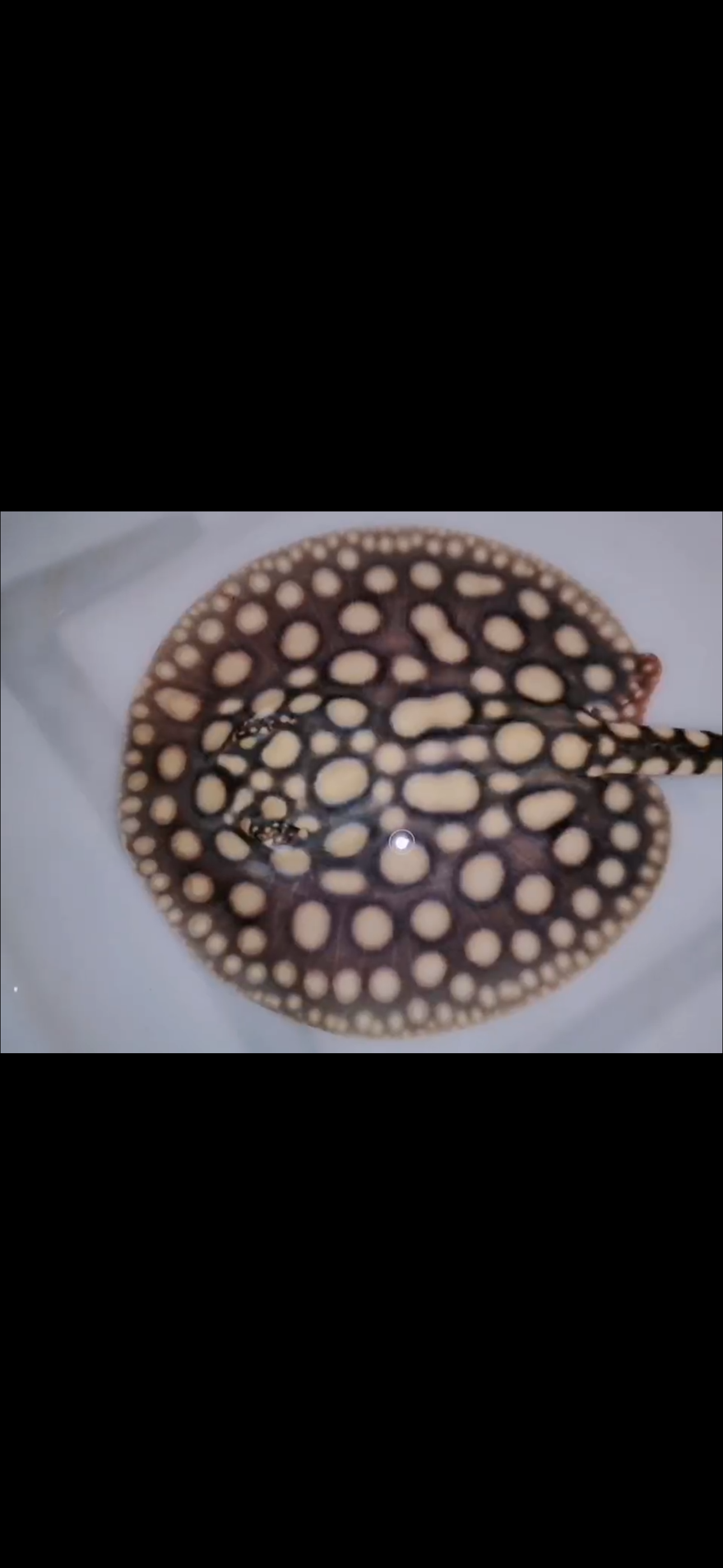 Freshwater stingray black diamond male 7inch