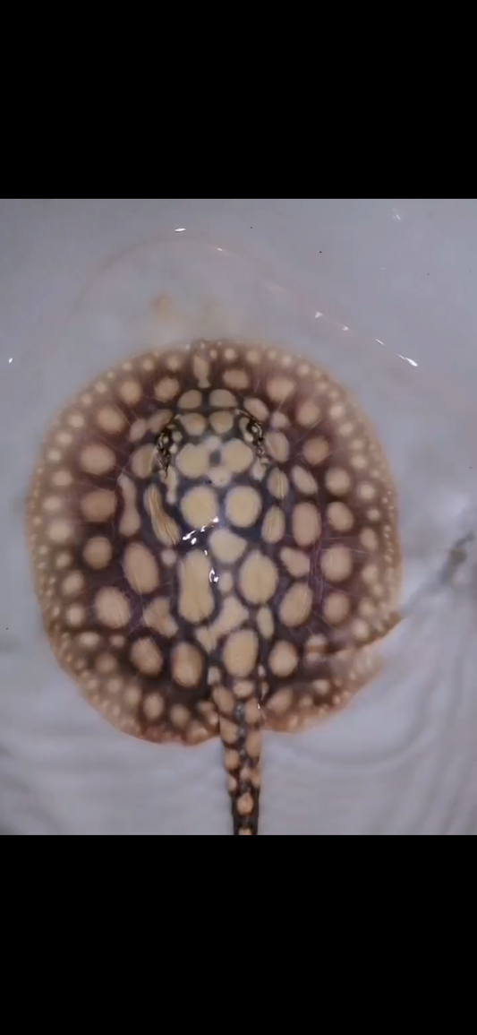 Freshwater stingray black diamond female 5inch