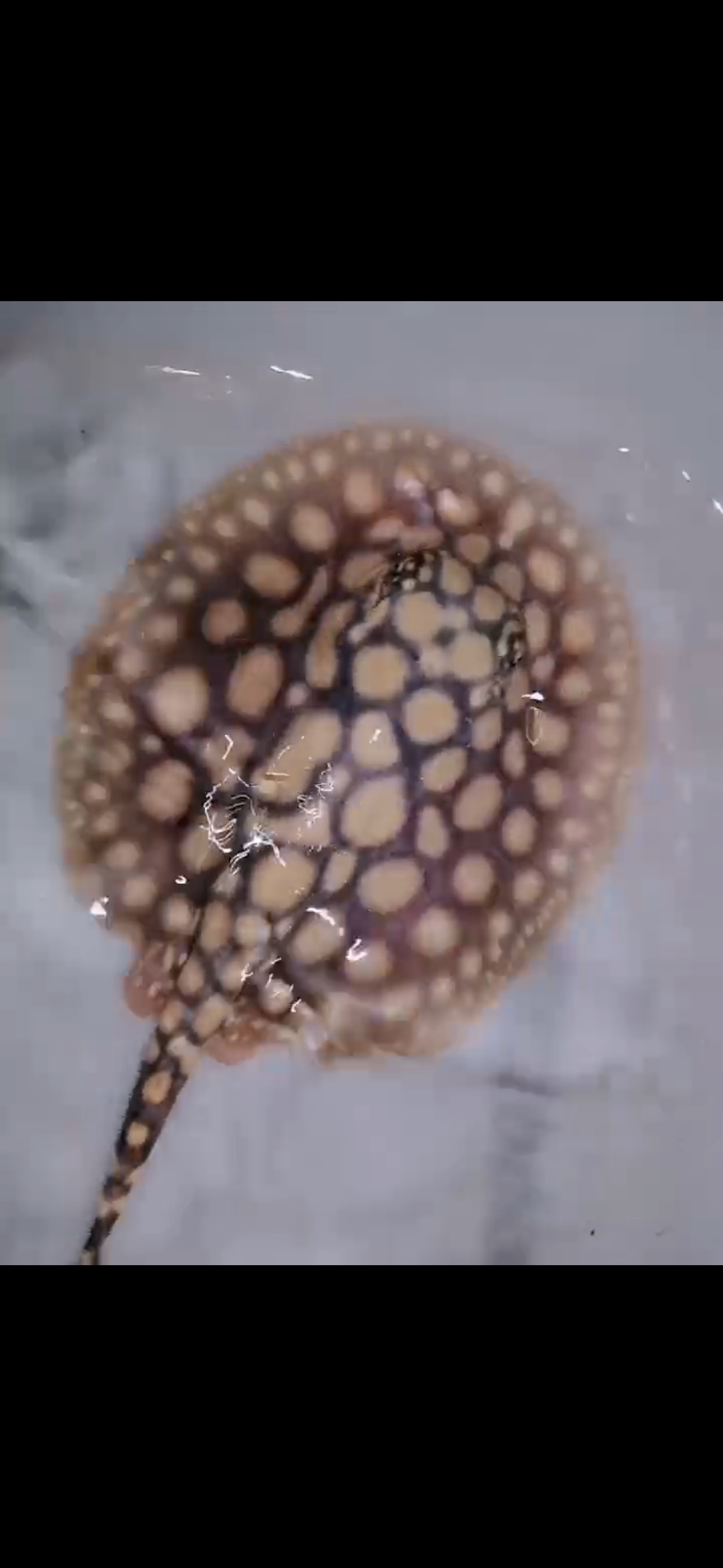Freshwater stingray black diamond female 5inch