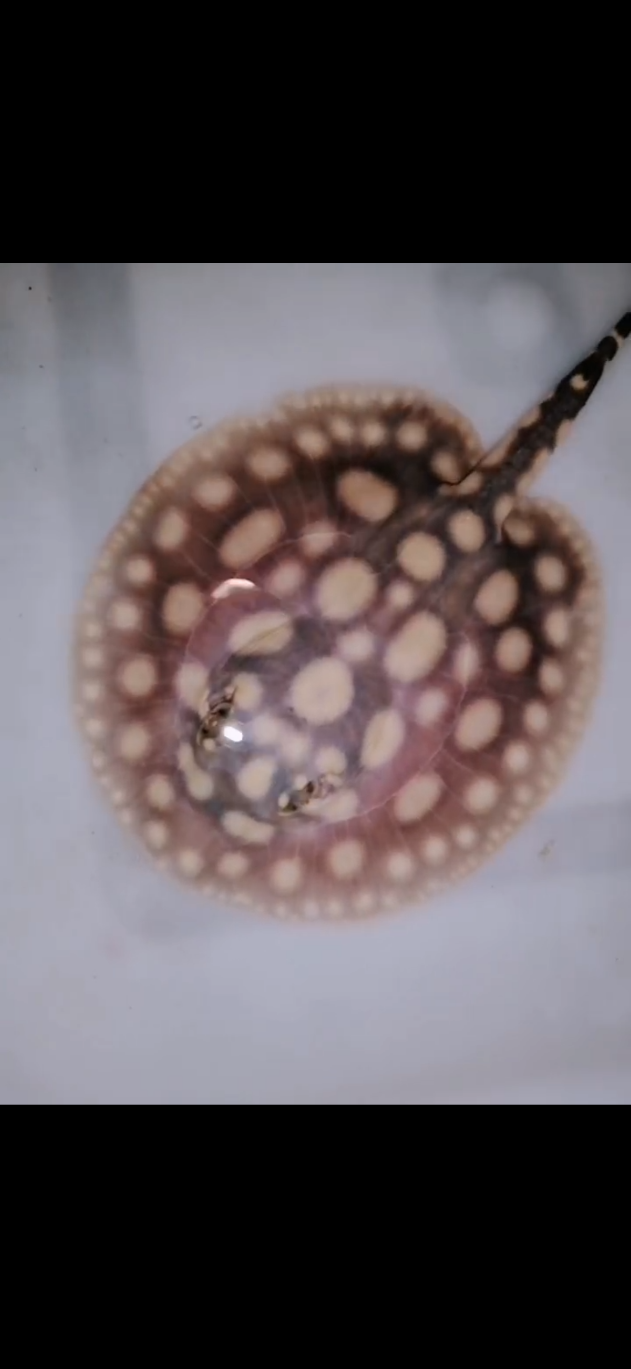 Freshwater stingray black diamond male 5inch