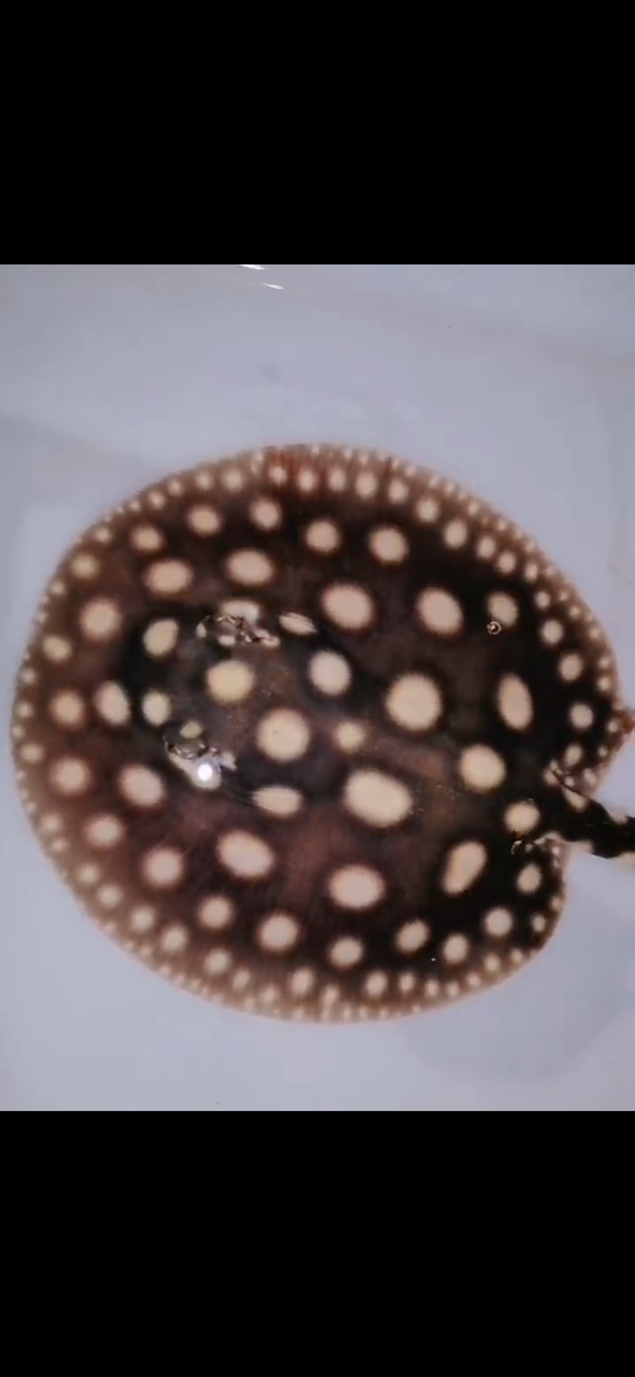 Freshwater stingray black diamond male 5inch