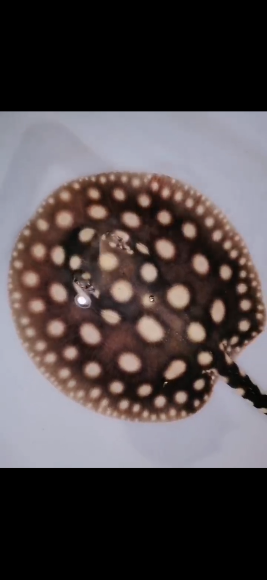 Freshwater stingray black diamond male 5inch