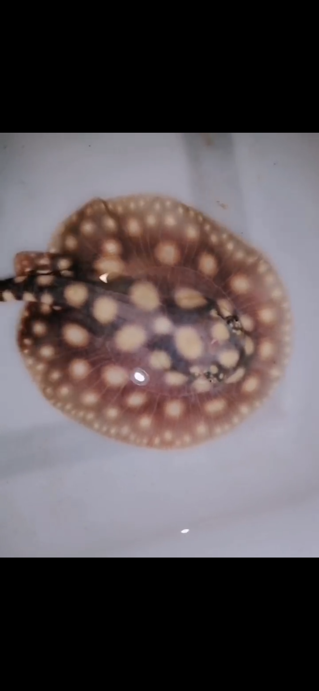 Freshwater stingray black diamond female 5inch