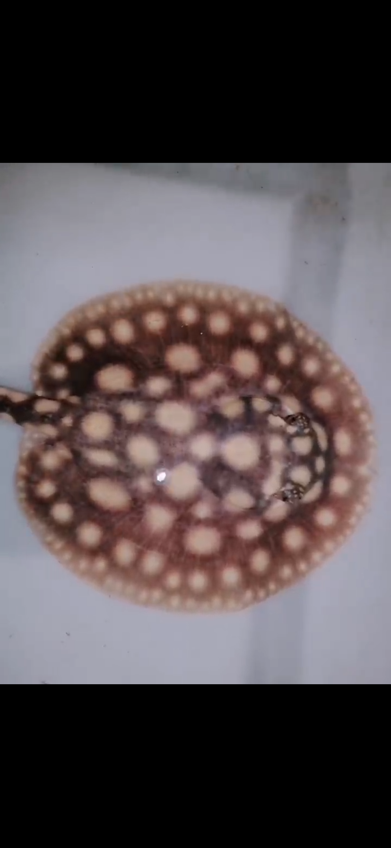 Freshwater stingray black diamond female 5inch