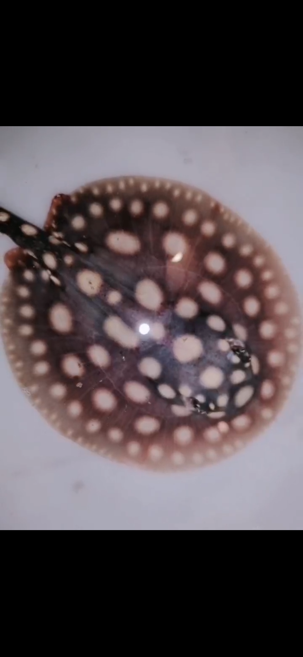 Freshwater stingray black diamond female 5inch
