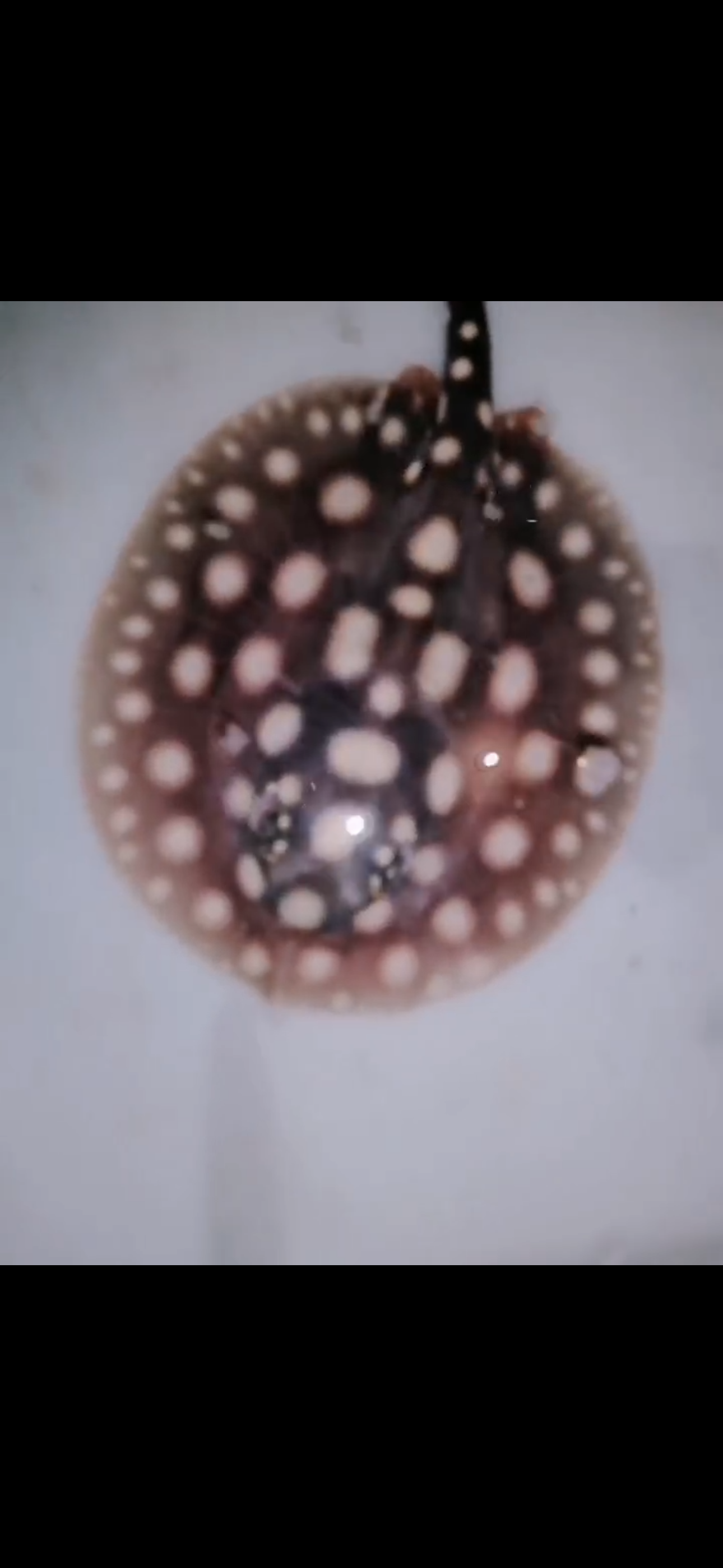 Freshwater stingray black diamond female 5inch
