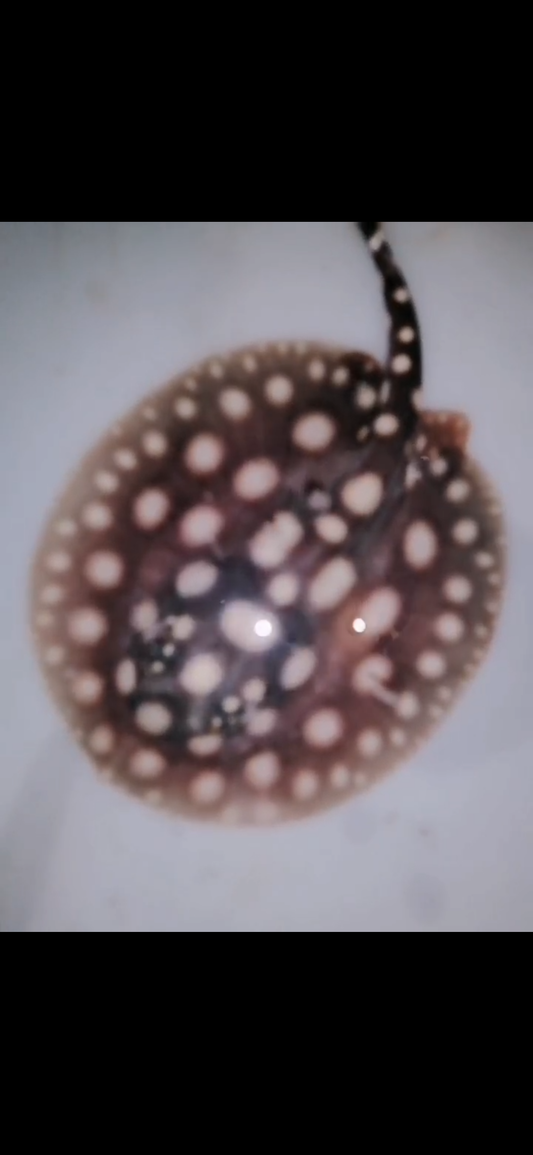 Freshwater stingray black diamond female 5inch