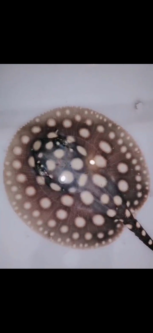 Freshwater stingray black diamond female 5inch