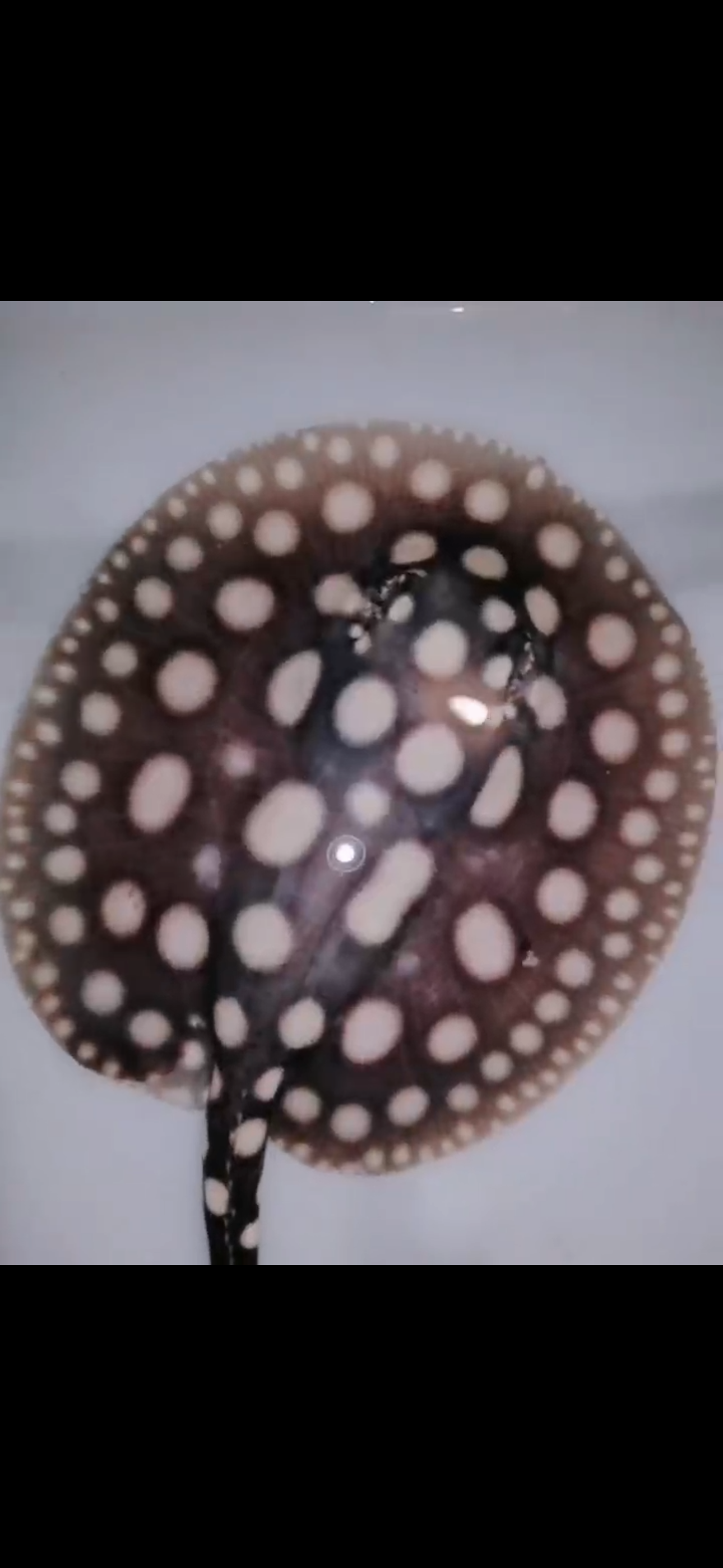 Freshwater stingray black diamond male 5inch