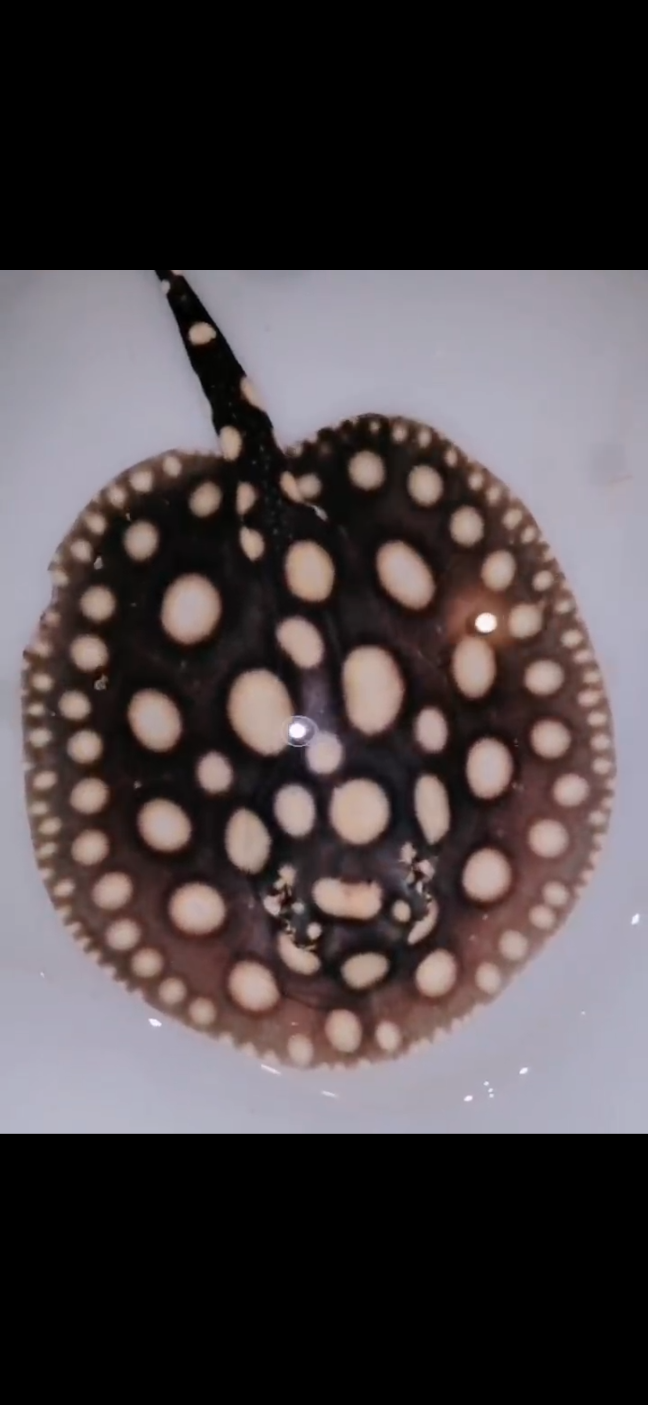 Freshwater stingray black diamond male 5inch