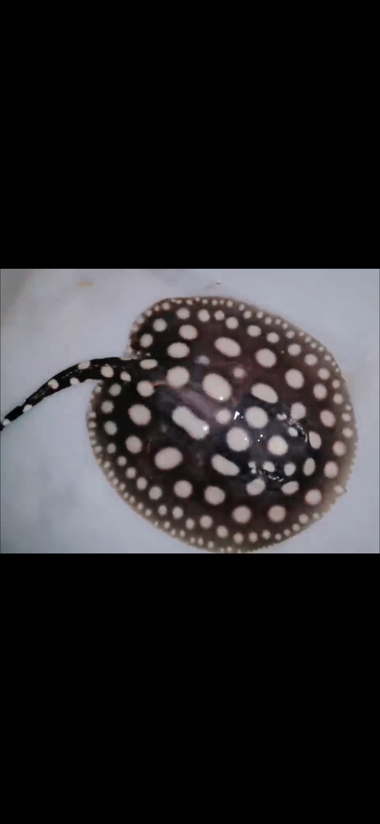 Freshwater stingray black diamond male 5inch