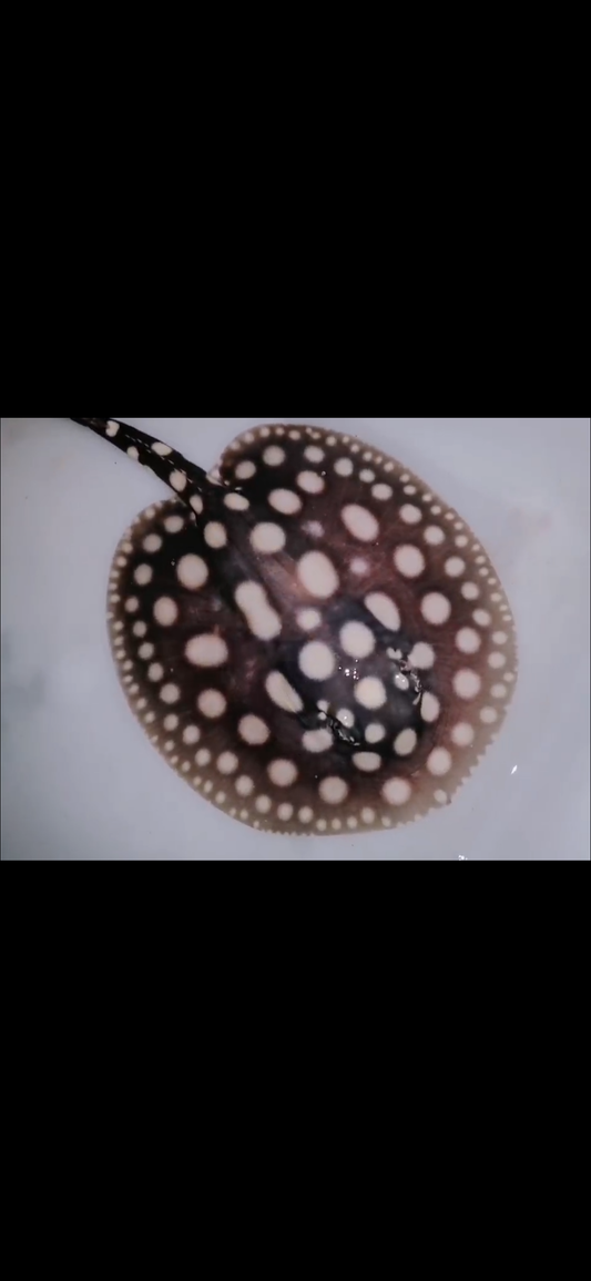 Freshwater stingray black diamond male 5inch