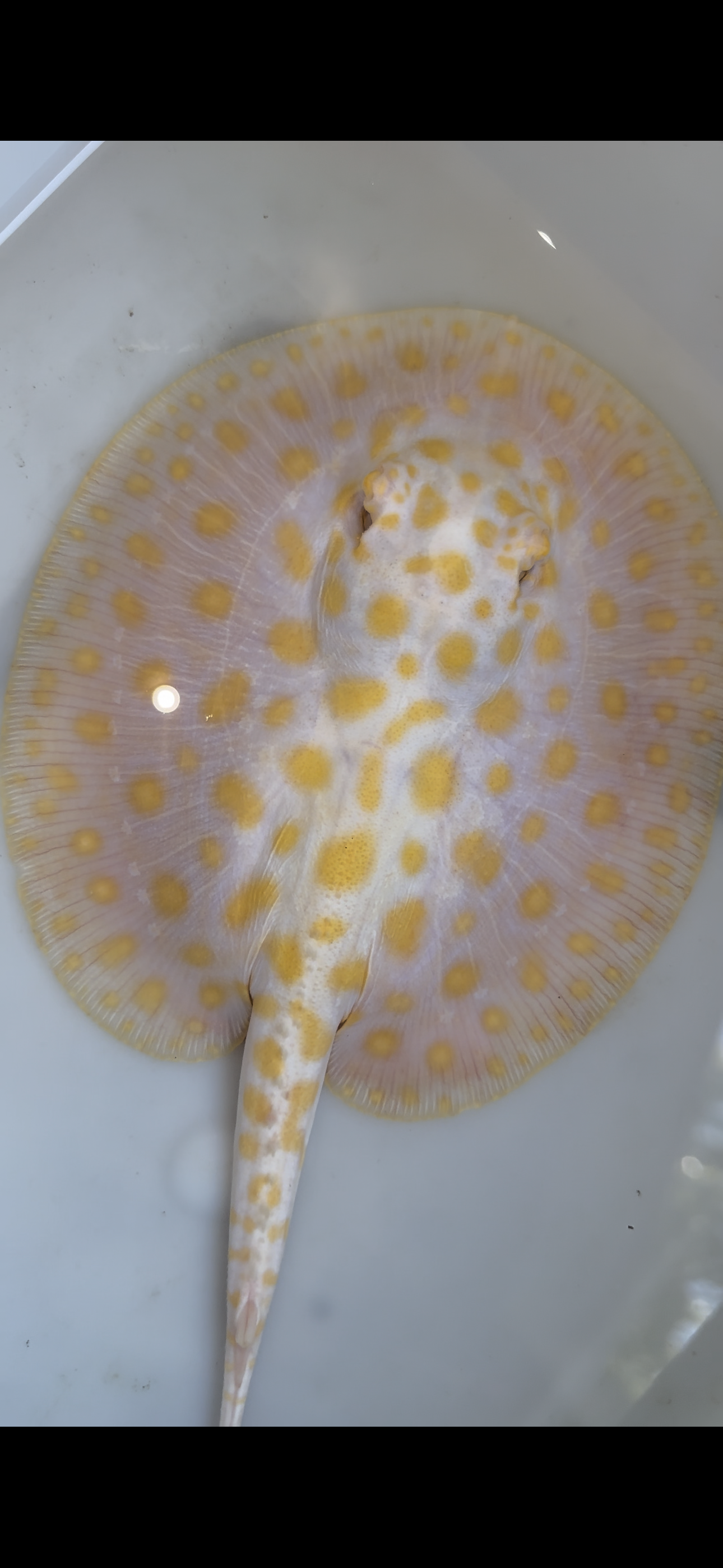 Freshwater stingray albino black diamond hybrid female 6inch