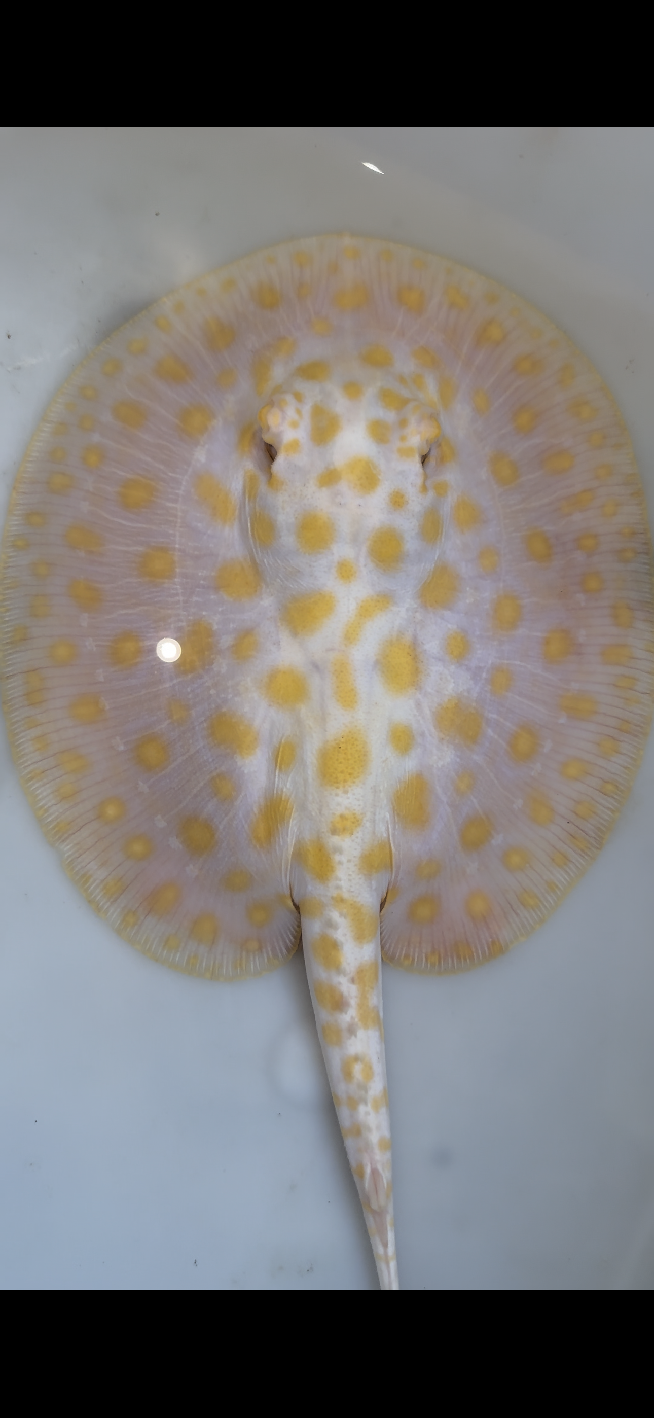 Freshwater stingray albino black diamond hybrid female 6inch