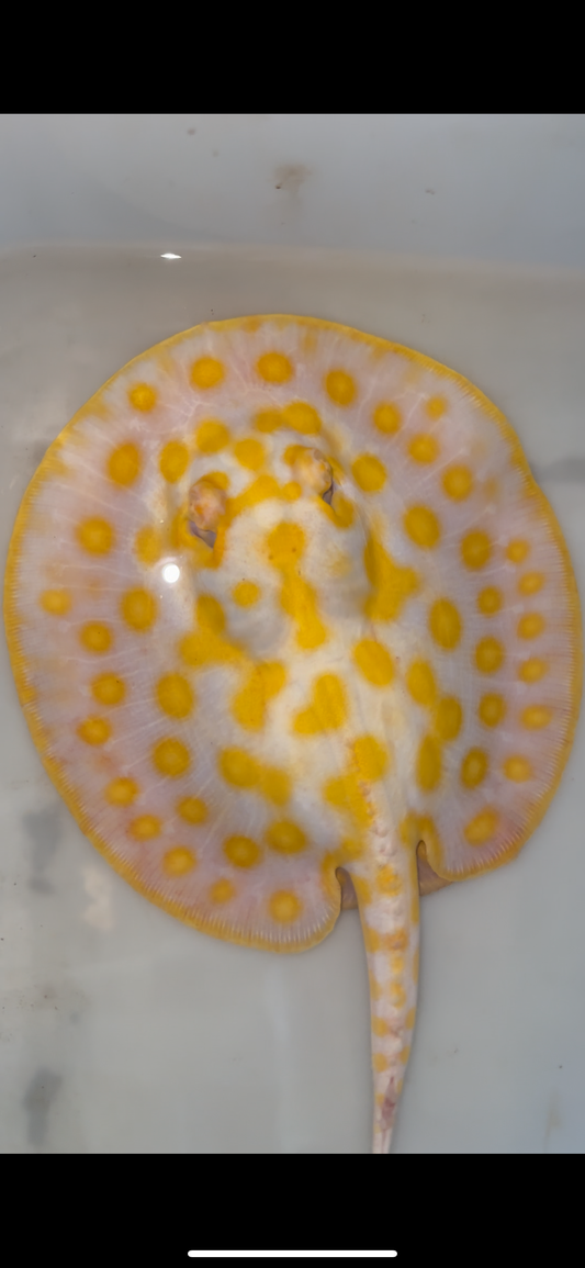 Freshwater stingray black diamond hybrid female 6inch