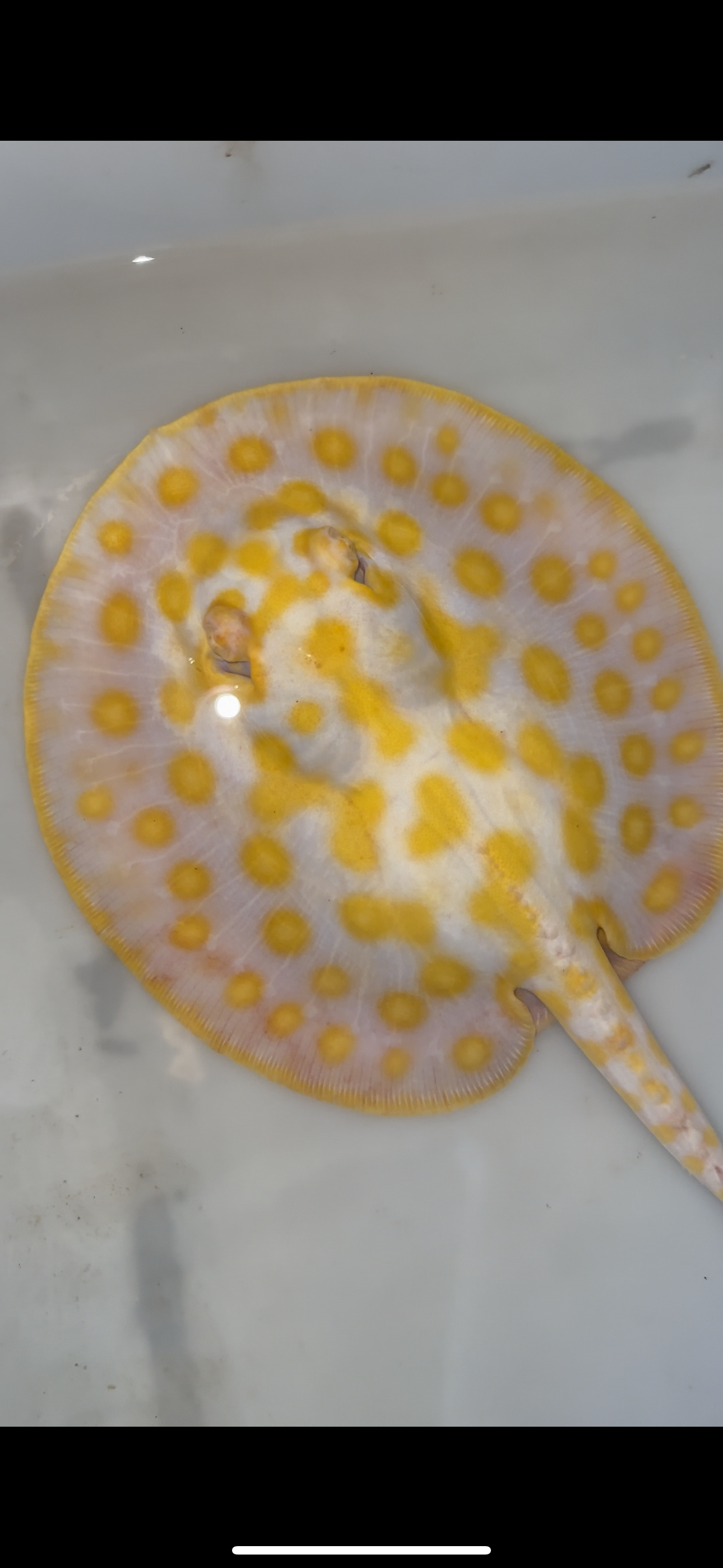 Freshwater stingray black diamond hybrid female 6inch