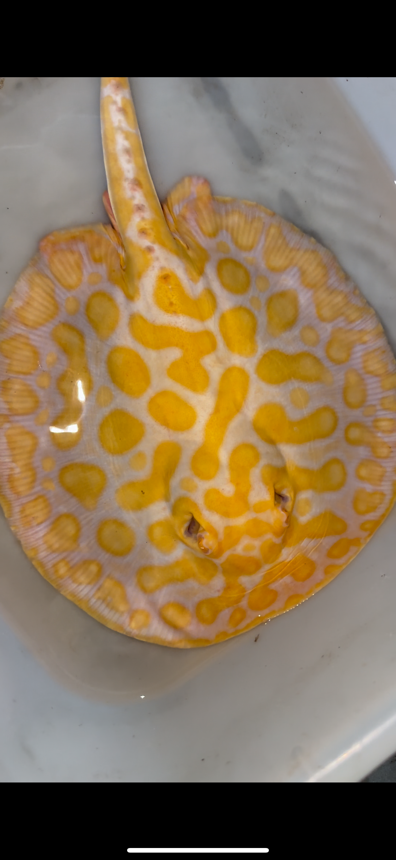 Freshwater stingray albino black diamond hybrid male 9inch