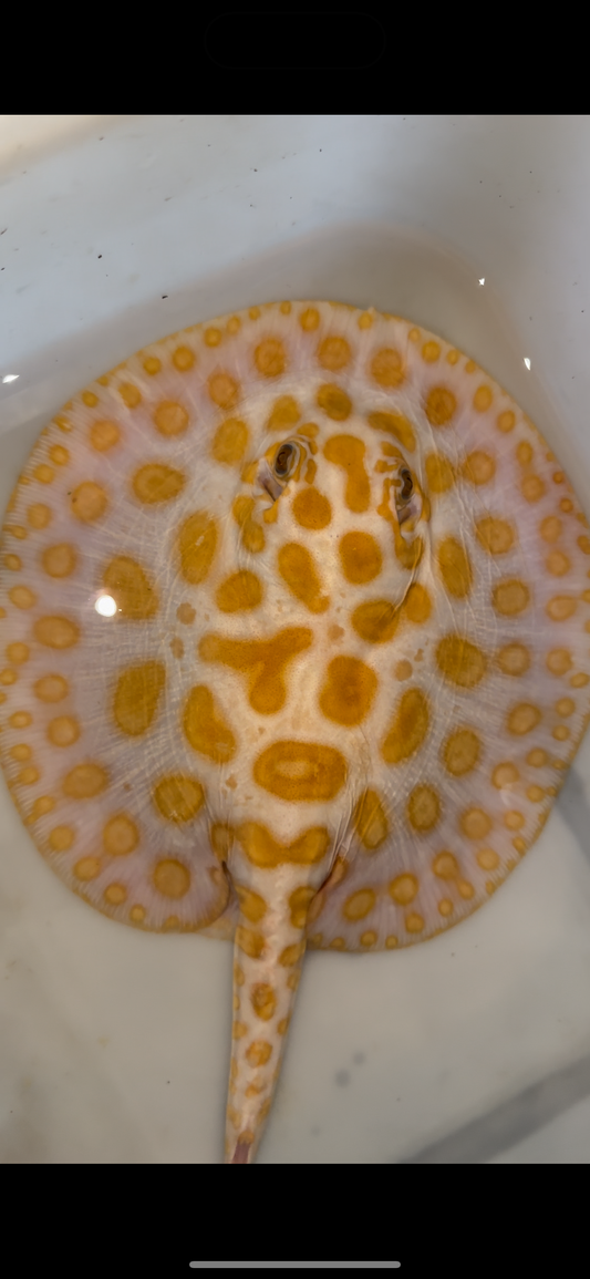 Freshwater stingray black diamond hybrid female 8inch