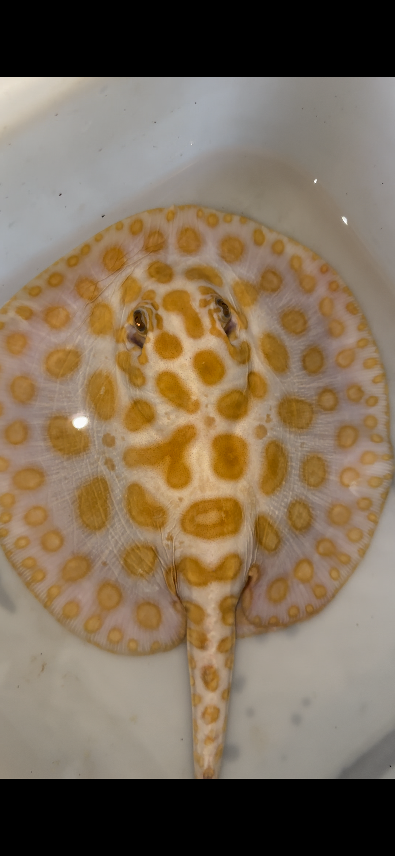 Freshwater stingray black diamond hybrid female 8inch