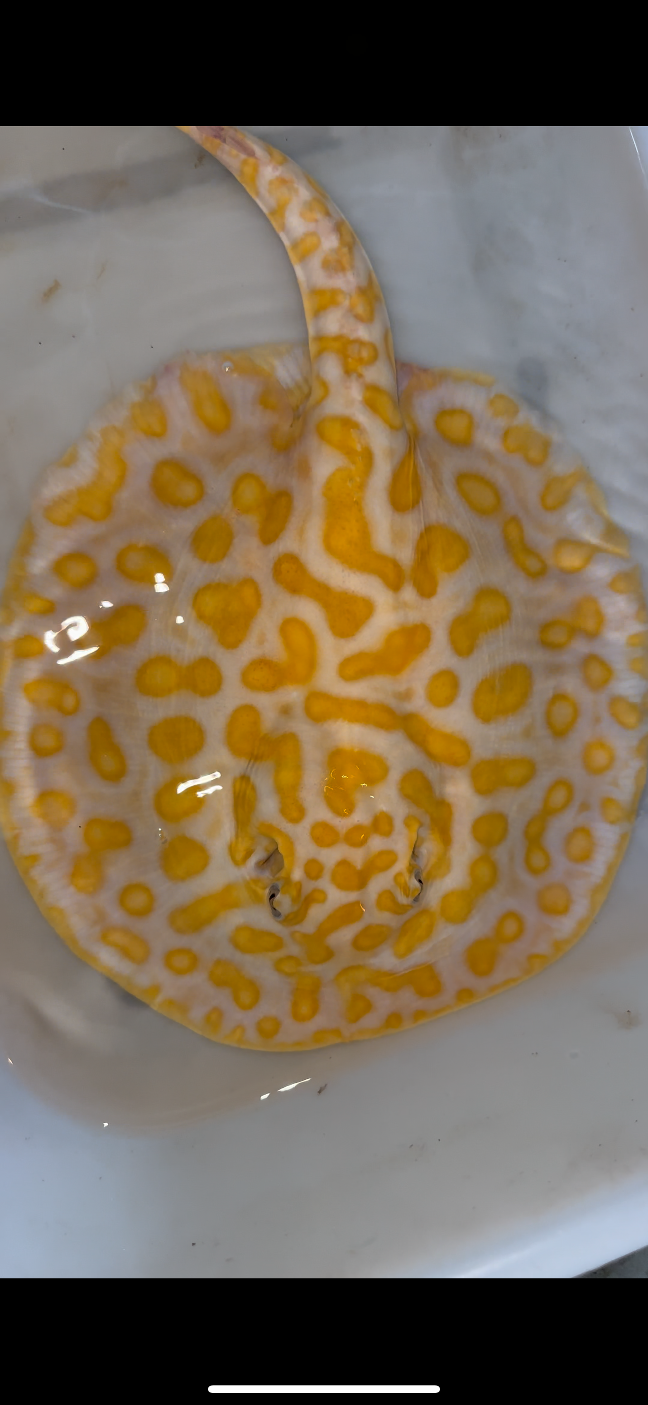 Freshwater stingray albino black diamond hybrid female 10inch