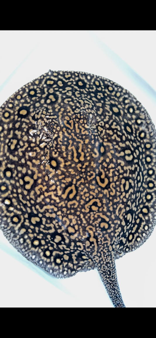 Freshwater stingray redbase hybrid breeder female 15inch