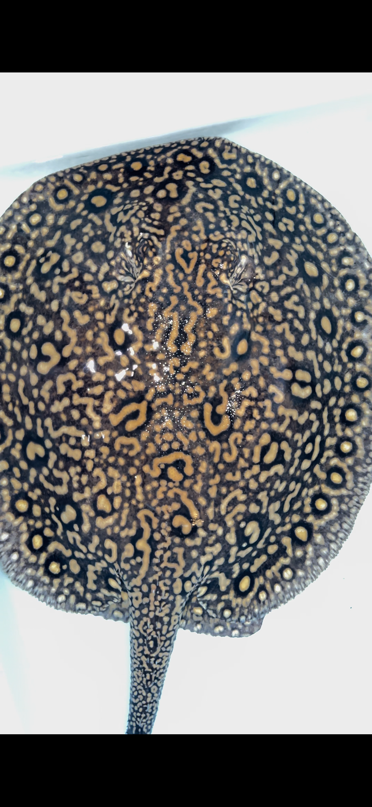 Freshwater stingray redbase hybrid breeder female 15inch