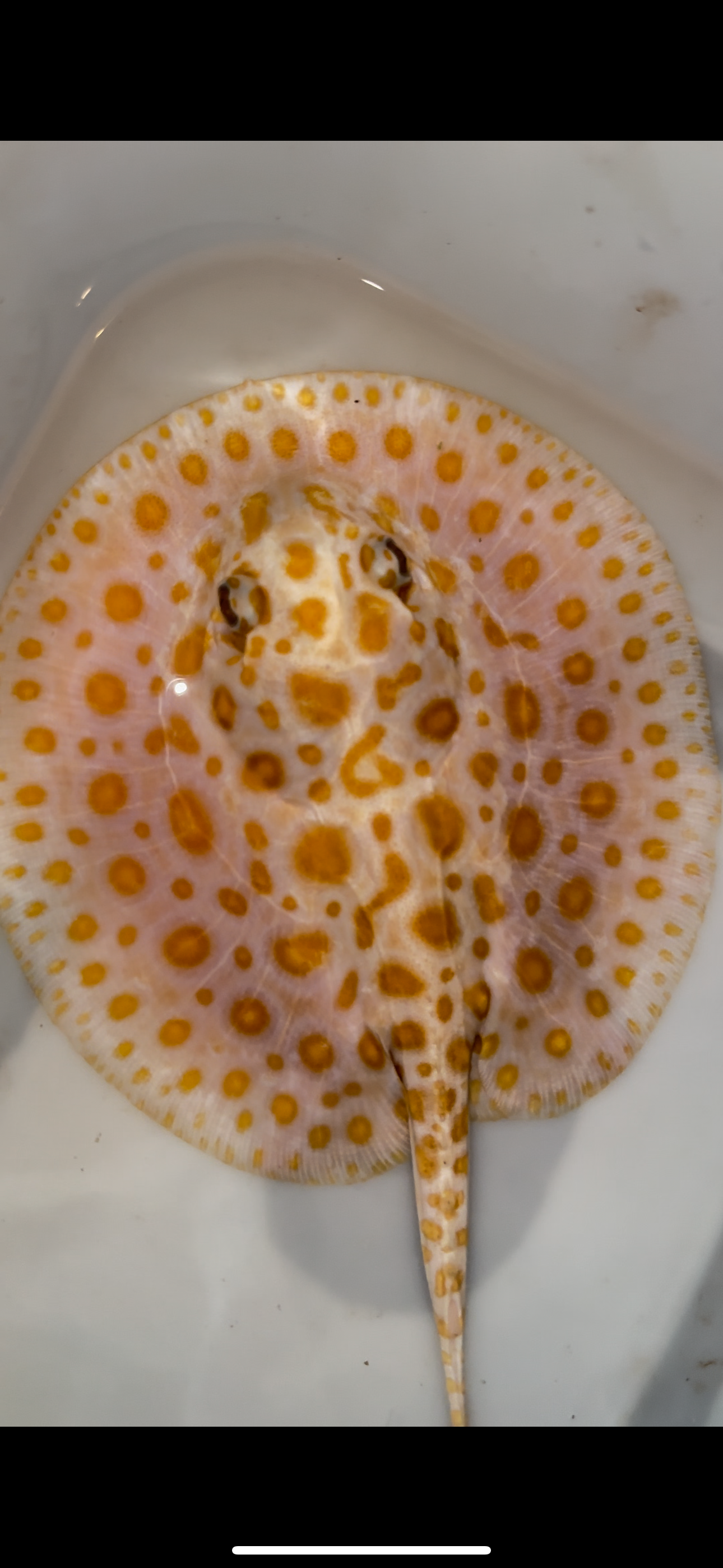 Freshwater stingray albino redbase black diamond hybrid female 7inch