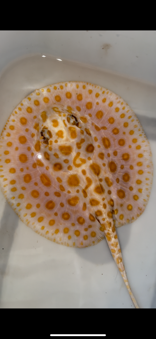 Freshwater stingray albino redbase black diamond hybrid female 7inch