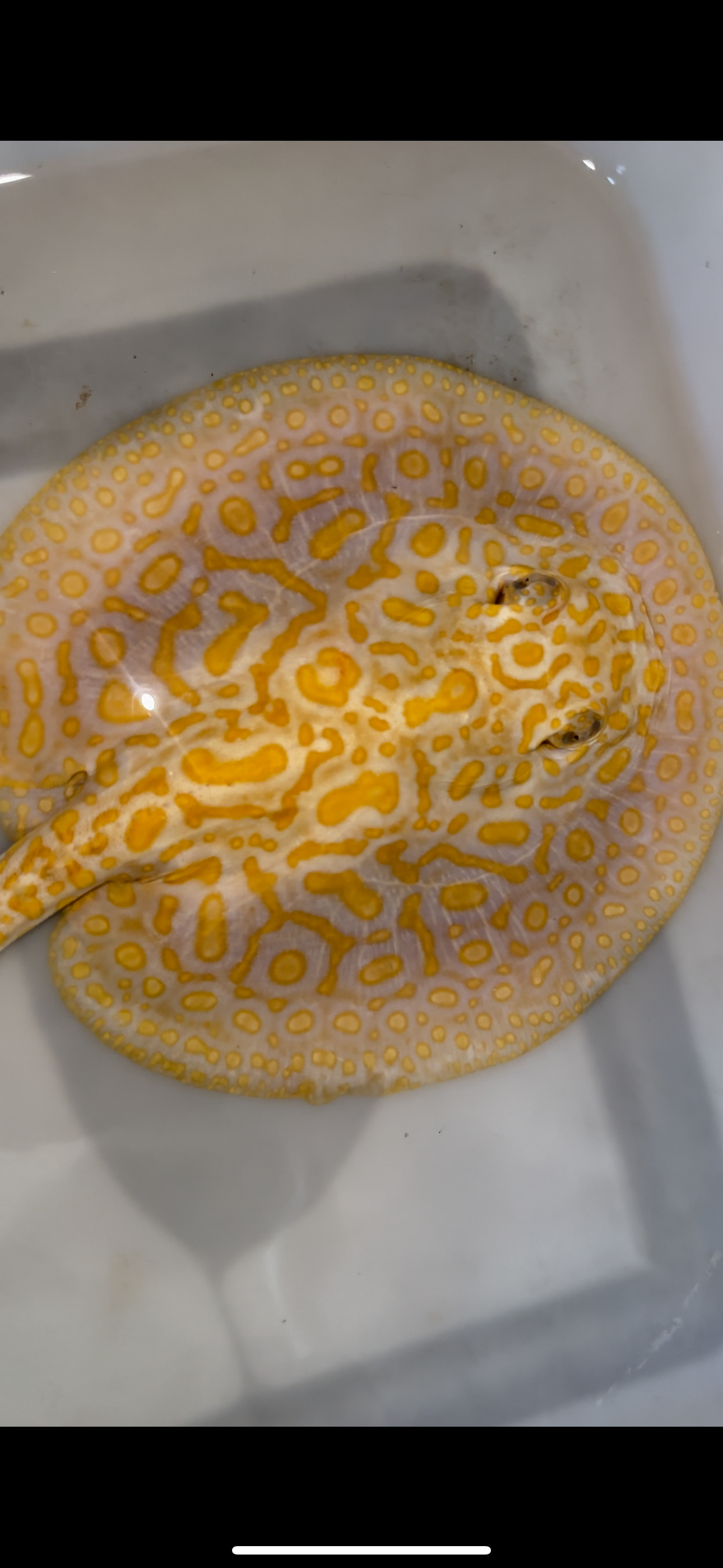 Freshwater stingray albino redbase hybrid female 7inch
