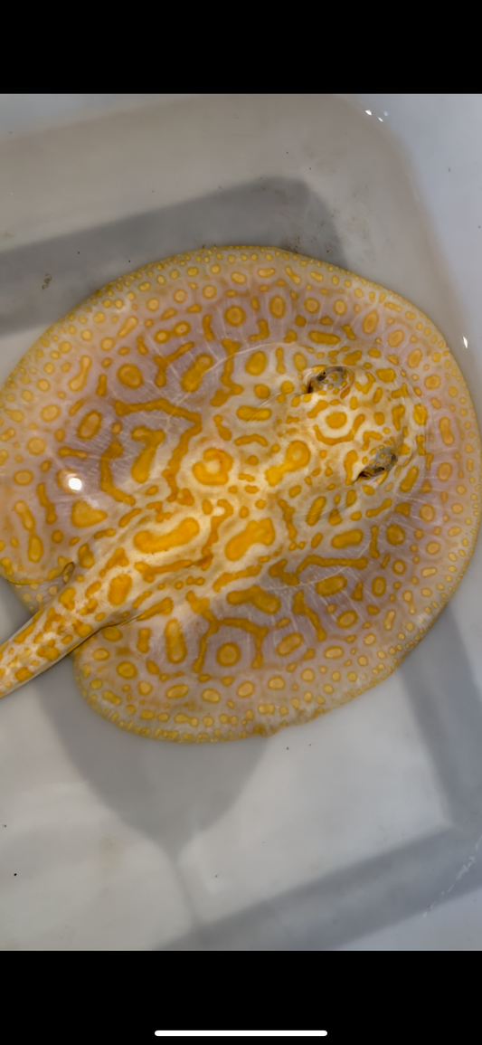 Freshwater stingray albino redbase hybrid female 7inch