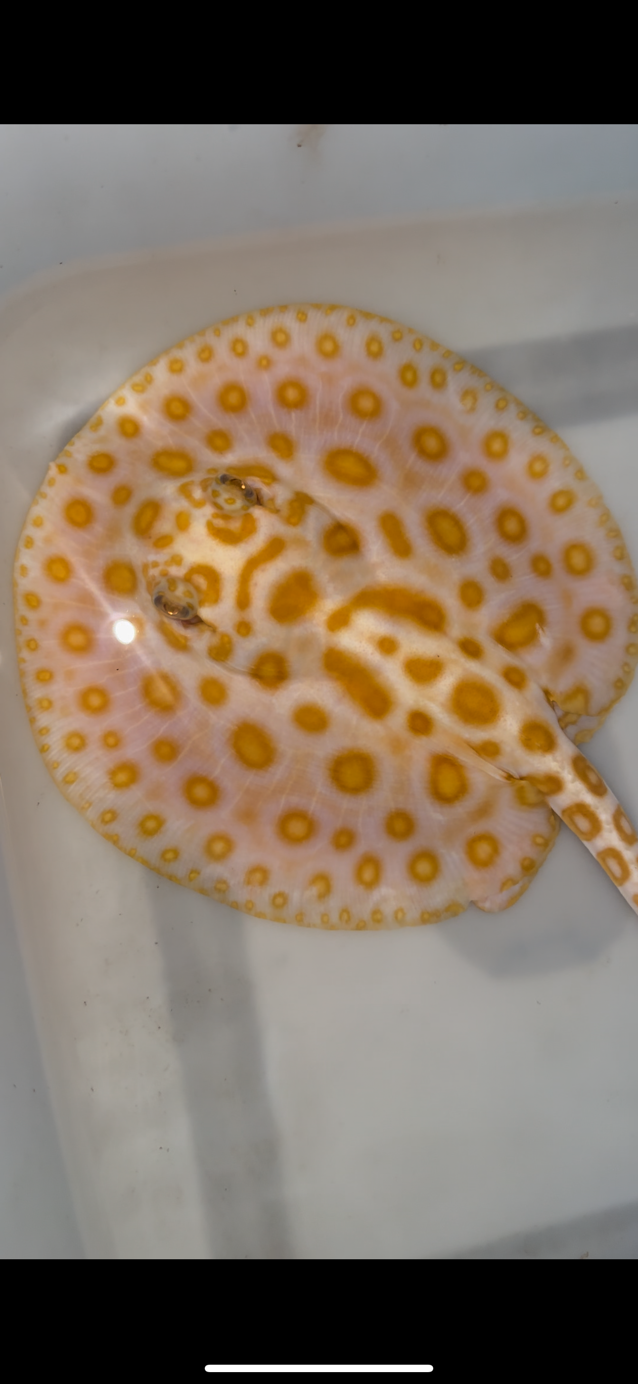 Freshwater stingray albino redbase black diamond hybrid female 7inch