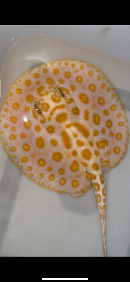 Freshwater stingray albino redbase black diamond hybrid female 7inch