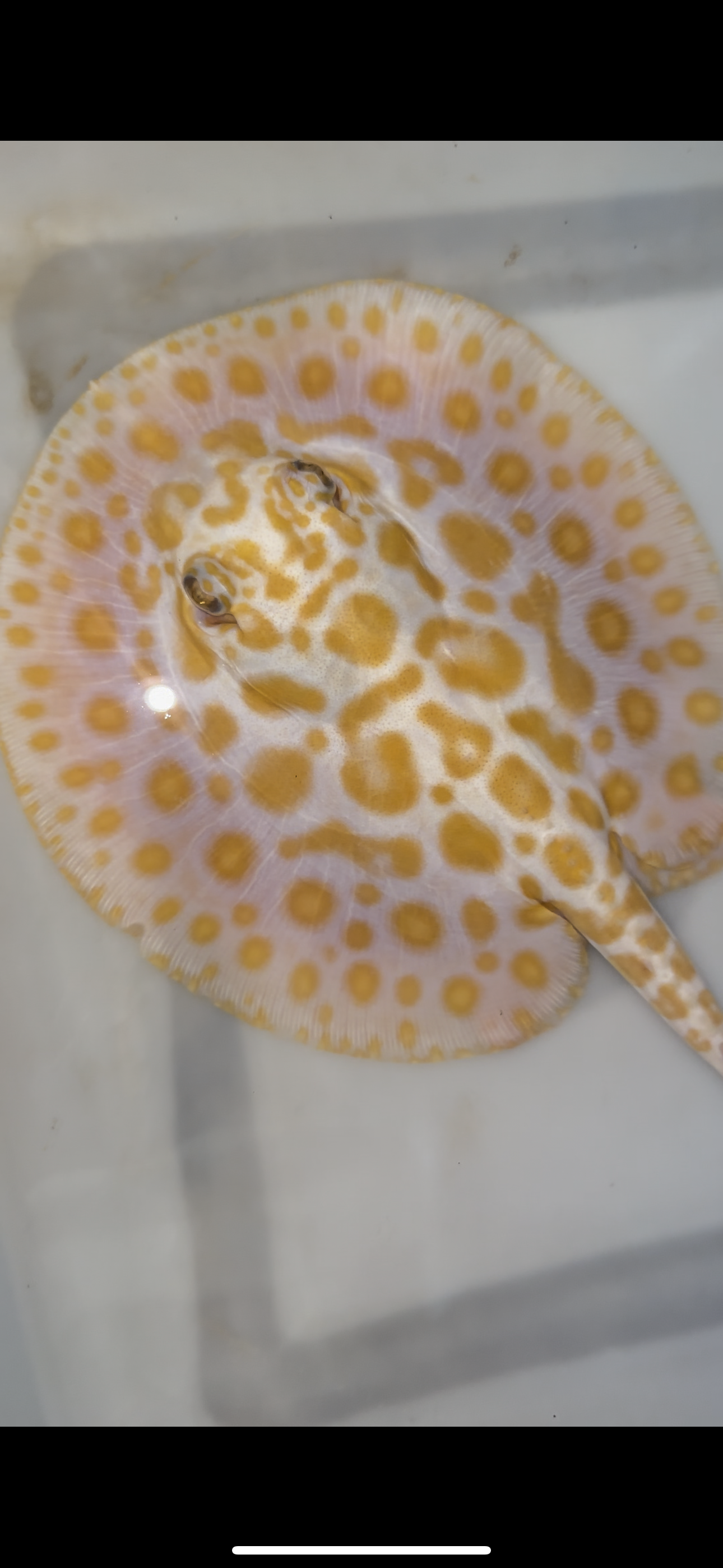 Freshwater stingray albino redbase black diamond hybrid male 7inch