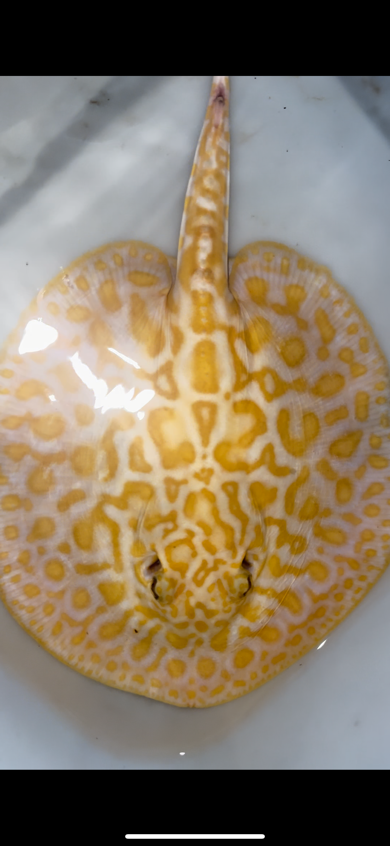 Freshwater stingray albino redbase hybrid male 8inch