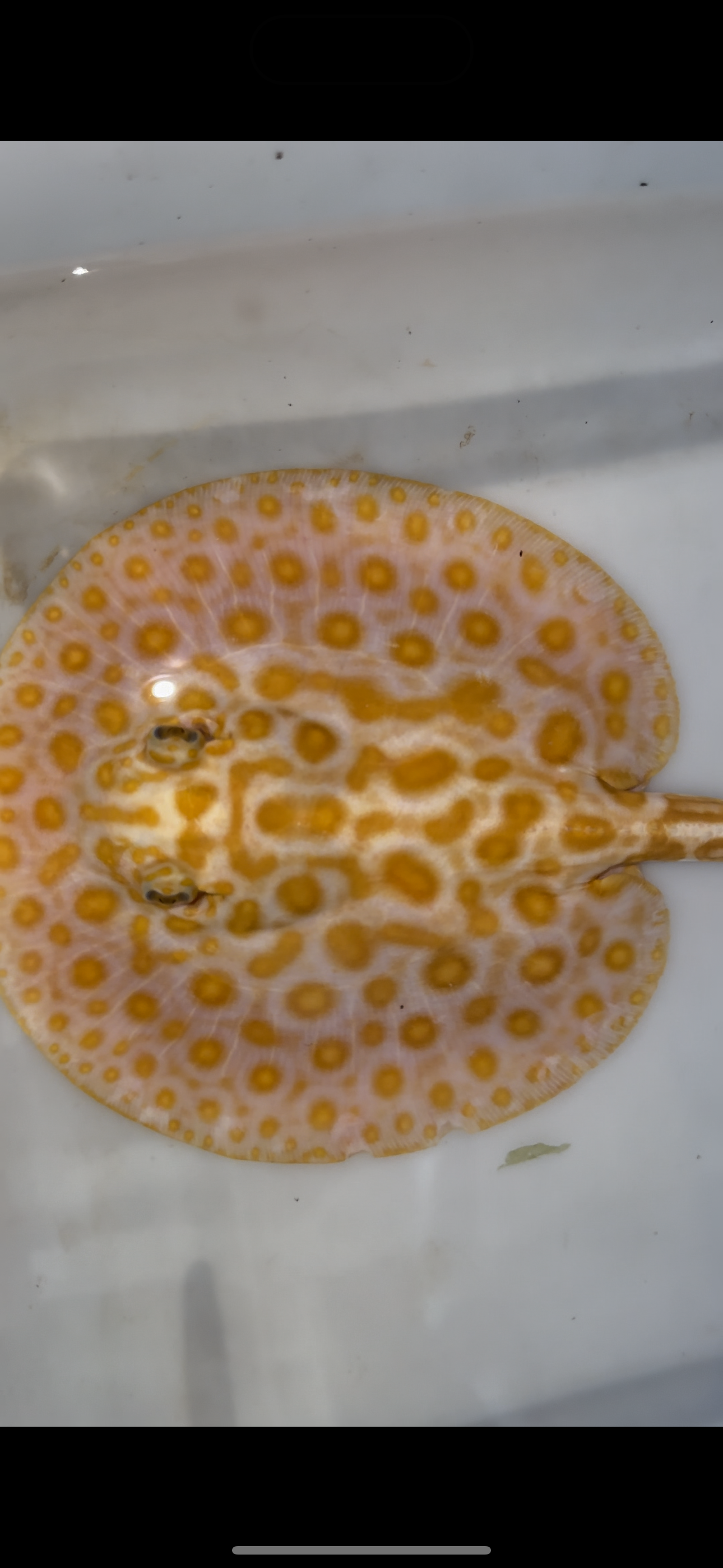 Freshwater stingray albino redbase black diamond hybrid male 7inch