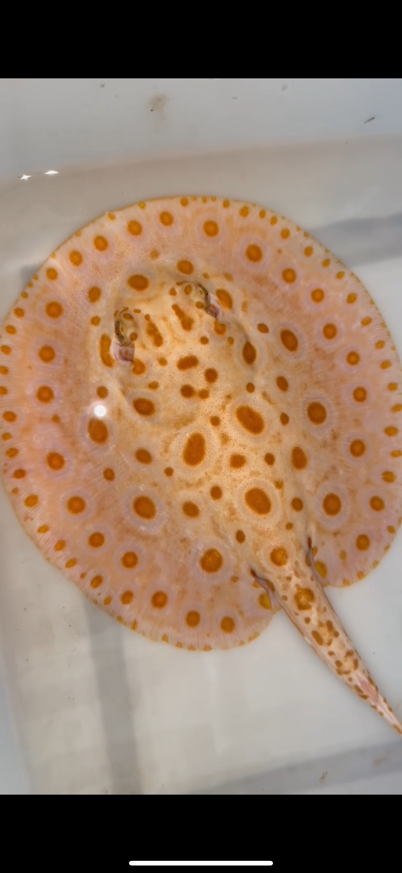 Freshwater stingray albino redbase black diamond hybrid female 8inch